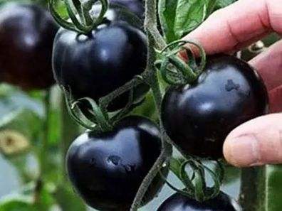 快看！蘭州新區(qū)高優(yōu)新特圣女果“黑羅漢”成熟待摘