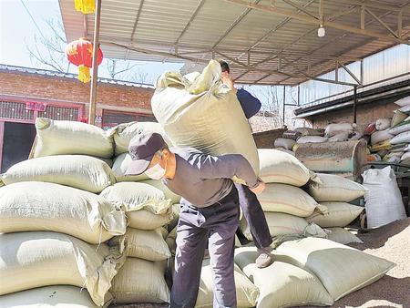 慶陽寧縣中藥材合作社有序恢復生產(chǎn)