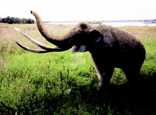 平?jīng)鰧氂洠捍笄剜l(xiāng)農(nóng)民挖出罕見(jiàn)史前巨獸