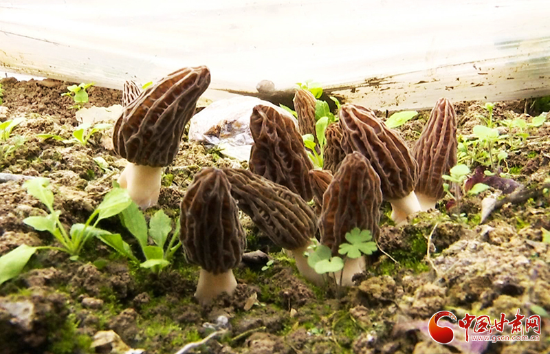 【決戰(zhàn)決勝脫貧攻堅】甘肅文縣：羊肚菌大幫手 拓寬農戶增收不再愁