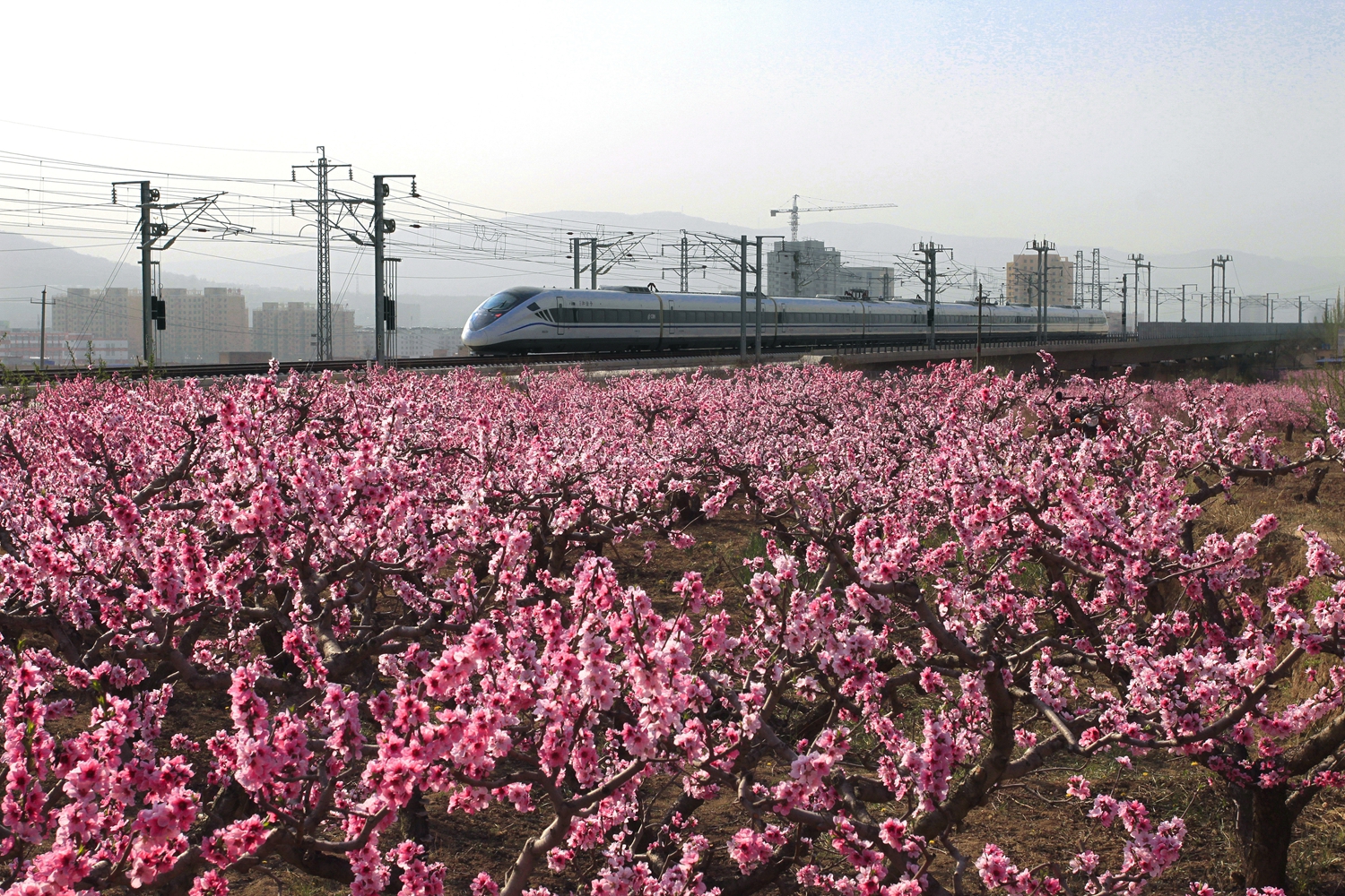楊芳云 《桃花盛開(kāi)的地方》_副本.jpg