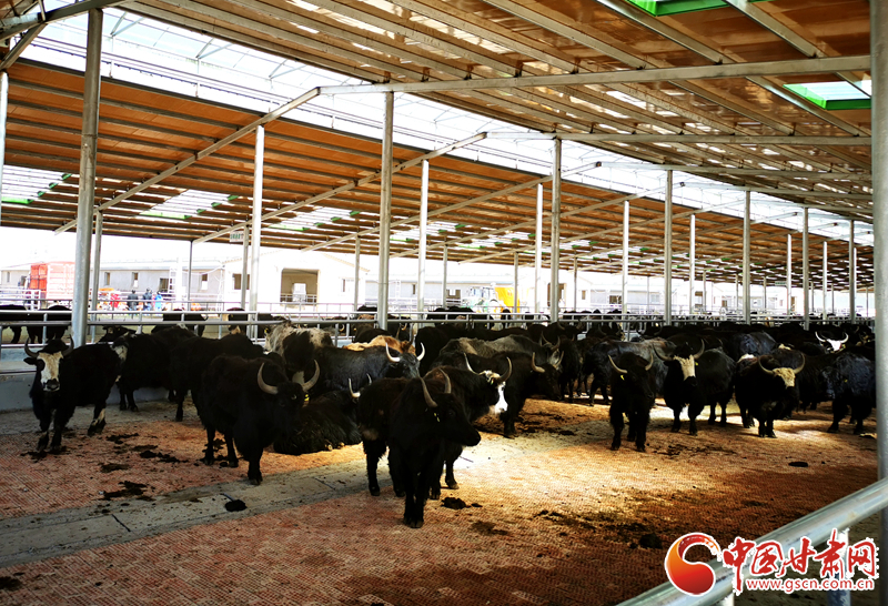 【甘肅省決戰(zhàn)決勝脫貧攻堅(jiān)】農(nóng)牧結(jié)合養(yǎng)起“脫貧?！?產(chǎn)業(yè)增效共唱“致富歌”