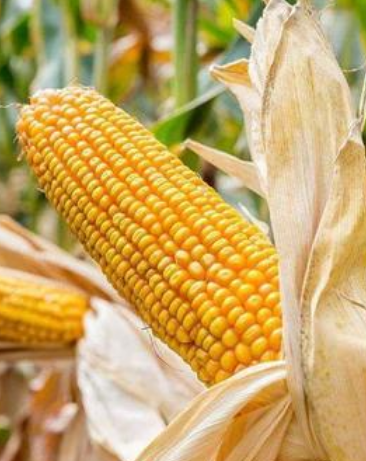 甘肅省種子出口實(shí)現(xiàn)一季度開(kāi)門(mén)紅