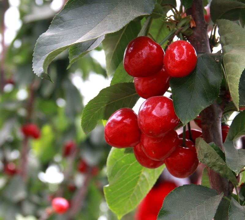 趕緊約起來！民勤紅旗谷櫻桃采摘園開園啦！