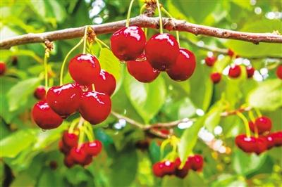 五一游甘肅丨紅了！景泰沙漠櫻桃等你來摘