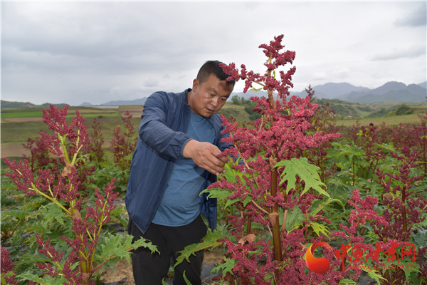 定西渭源會川鎮(zhèn)：大黃種出產業(yè)發(fā)展新路子（視頻+組圖）