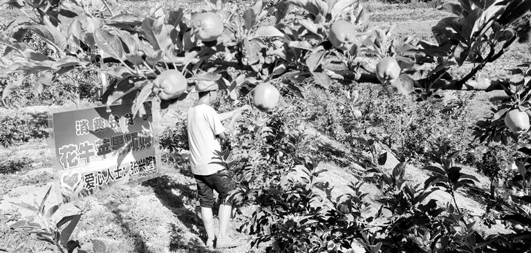 “于堡村果園”開張記——認購“一棵樹”，結(jié)出“致富果”