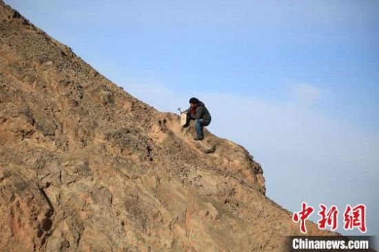 圖為敦煌“80后”畫家張杰龍?jiān)诙鼗腿Ｉ嚼锊杉V石顏料。(資料圖)受訪者供圖