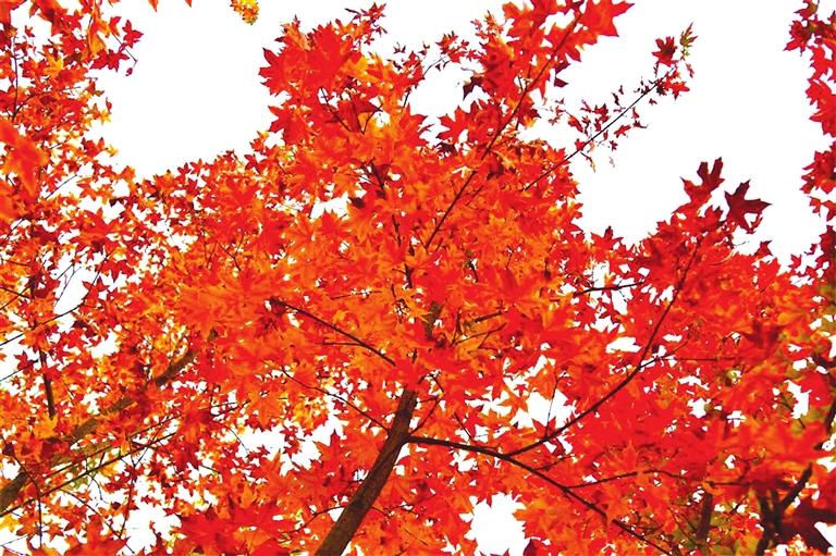 出彩啦！蘭州高校秋景驚艷來(lái)襲，快到秋日調(diào)色盤里pick你的母校