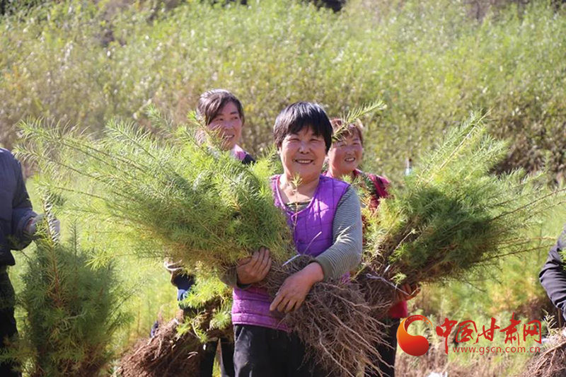 徽縣：苗木豐收農(nóng)民笑