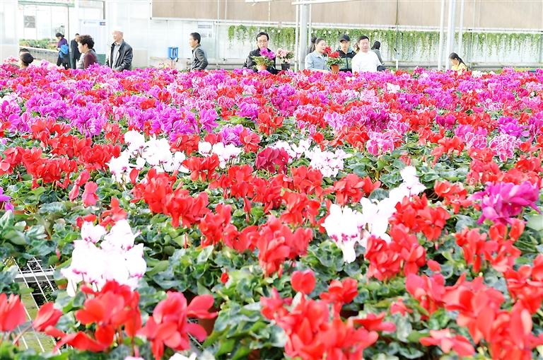 臨夏縣百益現(xiàn)代農(nóng)業(yè)科技有限公司示范園花卉競相綻放