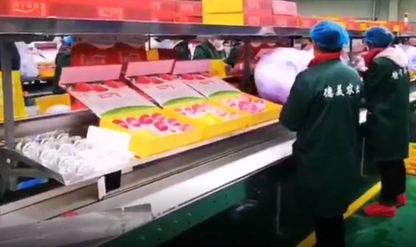 【獨(dú)家視頻】快訊丨甘肅省委副書記、代省長任振鶴在靜寧縣調(diào)研蘋果產(chǎn)業(yè)發(fā)展