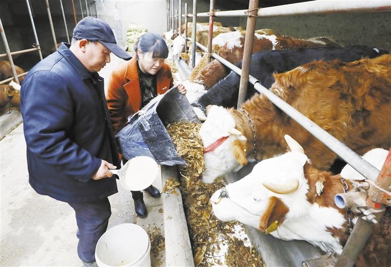 我和我的家鄉(xiāng)丨定西臨洮縣黨家墩村：“牛”產(chǎn)業(yè)帶來“?！比兆?>
        </a><em>我和我的家鄉(xiāng)丨定西臨洮縣黨家墩村：“?！碑a(chǎn)業(yè)帶來“?！比兆?/em></li>
    <li><a  target=