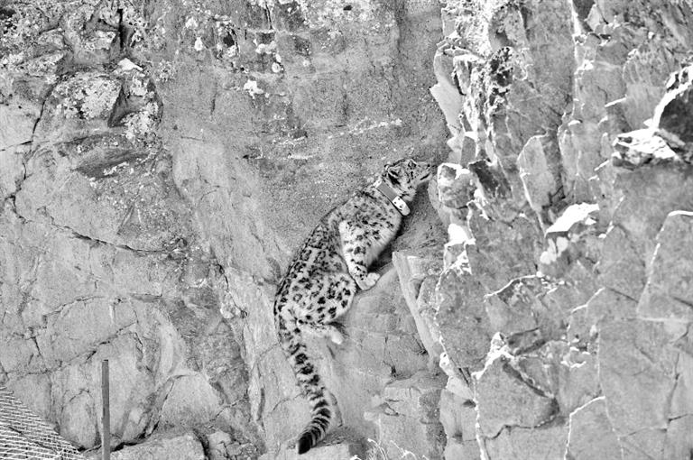 首例！肅北鹽池灣保護(hù)區(qū)一只雪豹被戴上定位項圈