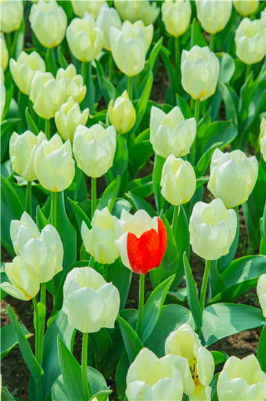 花叢中，別具一格。羅云希 攝