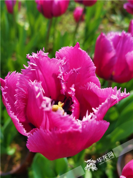 特色郁金香品種，花邊呈鋸齒狀。華龍網(wǎng)—新重慶客戶端記者 舒婷 攝