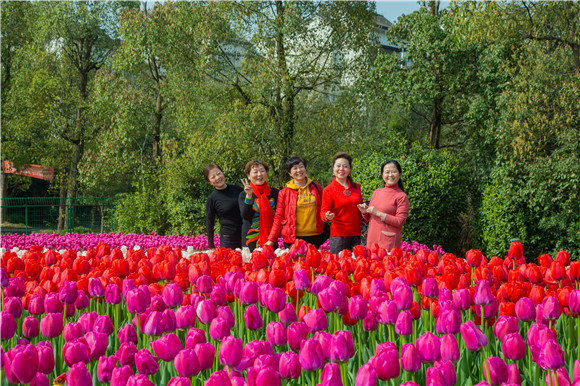 游客在郁金香花海里拍照打卡。羅云希 攝