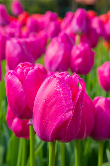 郁金香嬌艷欲滴。羅云希 攝