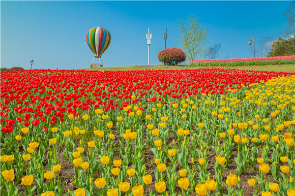 長壽湖郁金香開得正好。羅云希 攝