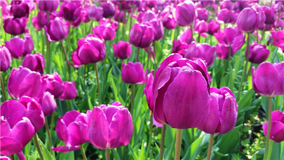 紫色郁金香。華龍網(wǎng)—新重慶客戶端袁舒含 攝