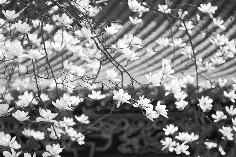 天水雙玉蘭堂，吟杜甫詩 煎泉水茶 賞白石書法