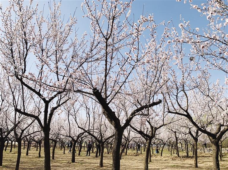 唐汪川的杏花開了！周邊游再添好去處