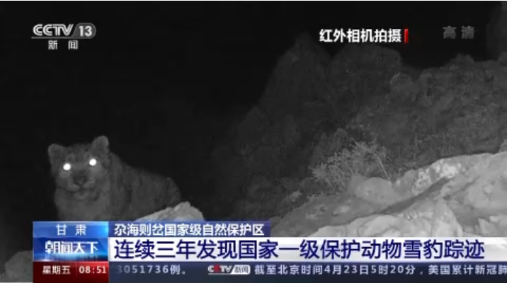 “大貓”出沒！甘肅尕海則岔保護(hù)區(qū)連續(xù)三年發(fā)現(xiàn)雪豹蹤跡
