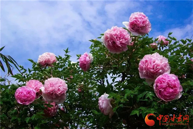 【五一游甘肅】暢游“臨洮縣紫斑牡丹文化旅游節(jié)”，這份攻略請收下！