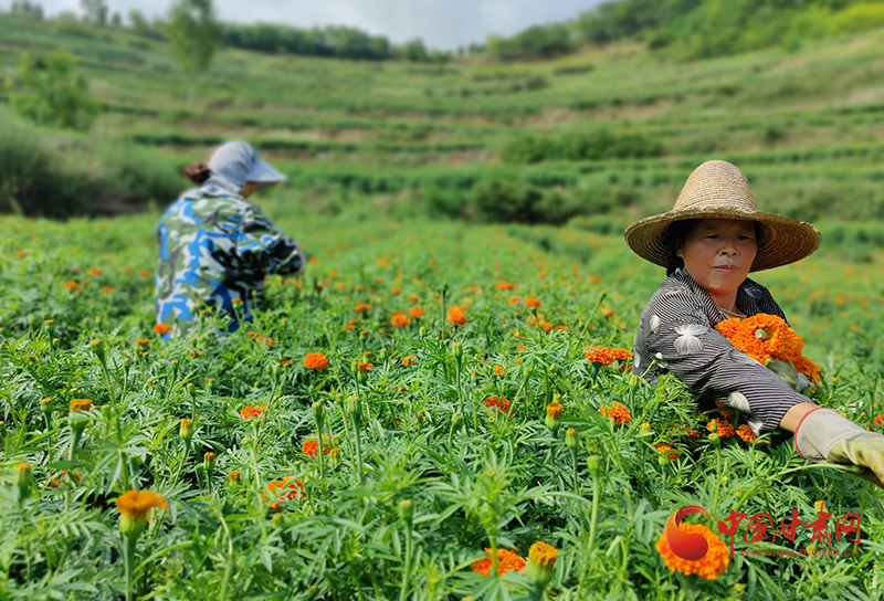 【小康圓夢(mèng)·看甘肅】西和：萬(wàn)壽菊開出致富花