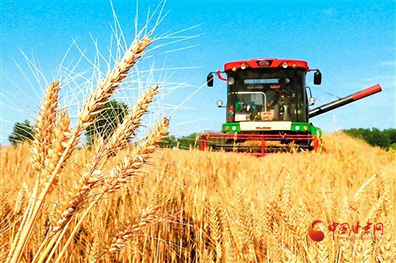 【小康圓夢·看甘肅】瓜州：風吹麥浪香 顆粒忙歸倉