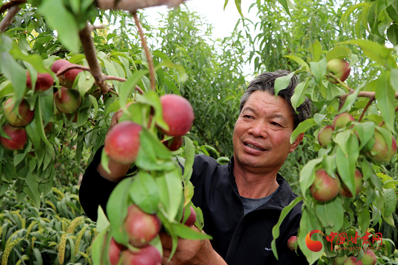 【小康圓夢(mèng)·看甘肅】臨澤平川鎮(zhèn)：“賈小桃”迎來(lái)大豐收