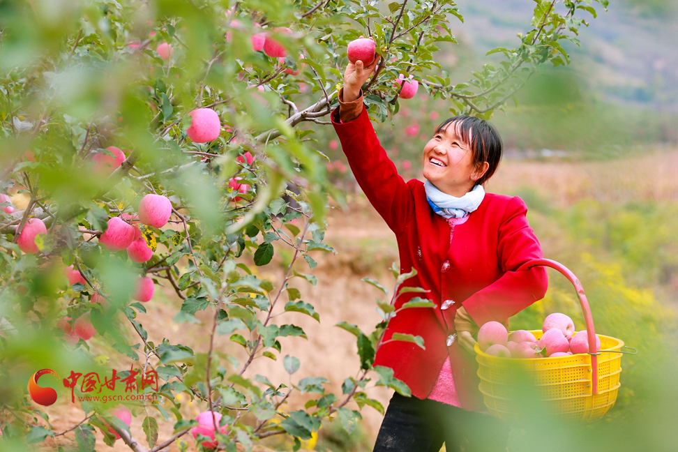 【走進(jìn)鄉(xiāng)村看小康】甘肅靜寧：“小蘋果”撐起縣域經(jīng)濟“脊梁”