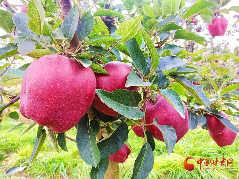 【小康圓夢(mèng)·看甘肅】西和何壩鎮(zhèn)：蘋(píng)果產(chǎn)業(yè)鼓足群眾“錢袋子”