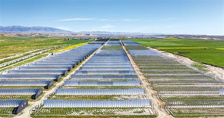 武威天?？h松山鎮(zhèn)德吉新村秀珍菇科技產(chǎn)業(yè)園初具規(guī)模