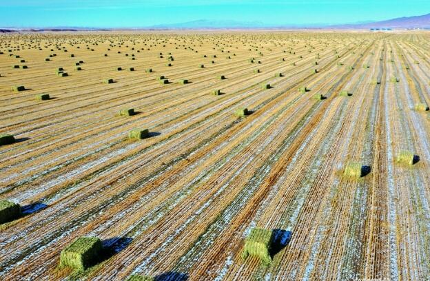 【“飛閱”中國】瞰！山丹馬場撒“青豆”