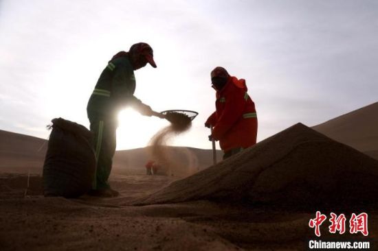 圖為“駱駝保姆”用土方法清理駝糞。　張曉亮 攝