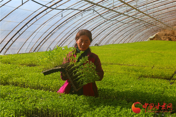 【小康路上看老鄉(xiāng)】甘肅敦煌：雨水時(shí)節(jié)育苗忙
