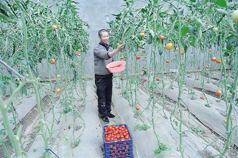 臨夏縣尹集、刁祁鎮(zhèn)易地扶貧搬遷后續(xù)產(chǎn)業(yè)園有日光溫室534座