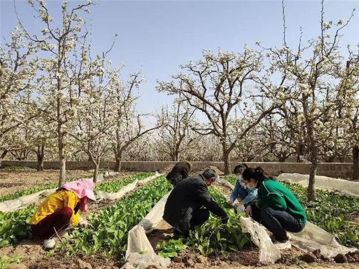皋蘭縣紀檢監(jiān)察干部向果農詢問梨樹養(yǎng)護情況，推動解決群眾關心的農業(yè)生產“急難愁盼”問題。.jpg