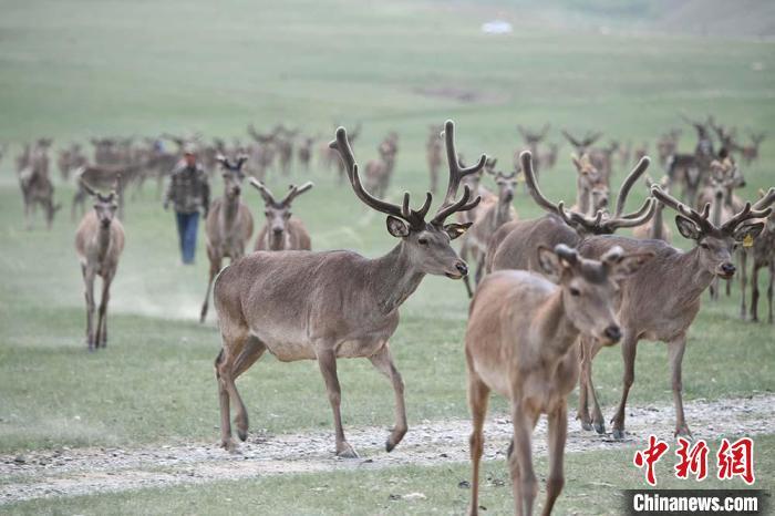 圖為肅南縣馬鹿養(yǎng)殖場(chǎng)內(nèi)的鹿群?！钇G敏 攝