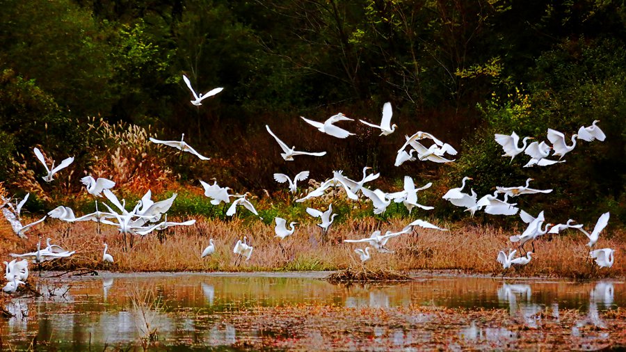 白鷺翩躚舞初冬。吳康軍攝