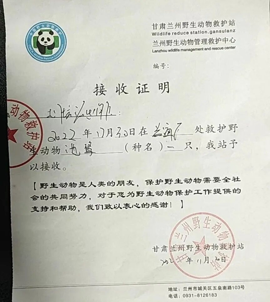 受到救助的池鷺被蘭州野生動(dòng)物保護(hù)站接收。（蘭州市公安局七里河分局供圖）