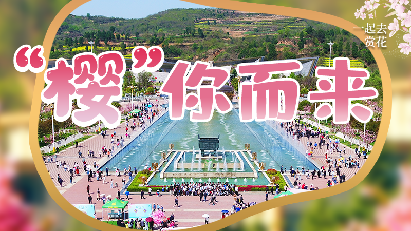 海報|春色爛漫，一組海報“云賞”櫻花盛開