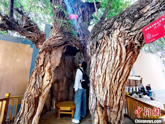 青海海東市阿河灘地質(zhì)文化村：古樹(shù)新枝、丹山碧水