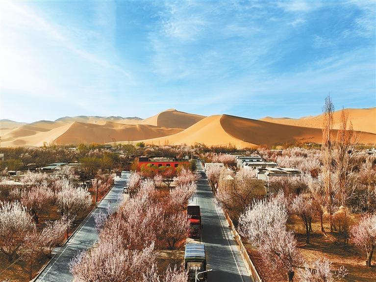 近日，敦煌鳴沙山下的李廣杏杏花陸續(xù)開(kāi)放，美如畫(huà)卷。新甘肅·甘肅日?qǐng)?bào)通訊員　張曉亮