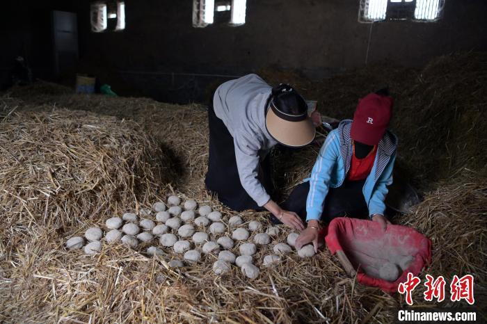 酒曲成型之后入曲房，入室之前要灑水，再鋪青稞草，防止曲塊的水分被吸走，曲房內(nèi)有通風(fēng)道、窗戶、暖氣、電熱爐等各種控制曲房溫度的設(shè)備。圖為5月10日，工作人員將成型的曲塊搬運(yùn)到曲房。九美旦增　攝