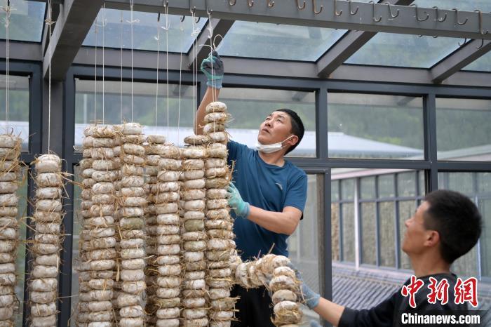 圖為5月10日，工作人員將用青稞面和青稞草等制成的曲坯用繩子串起來晾曬。九美旦增　攝