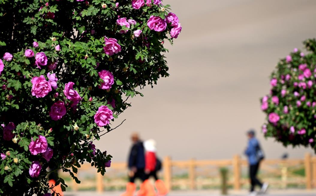 大漠玫瑰開(kāi)出敦煌別樣風(fēng)情