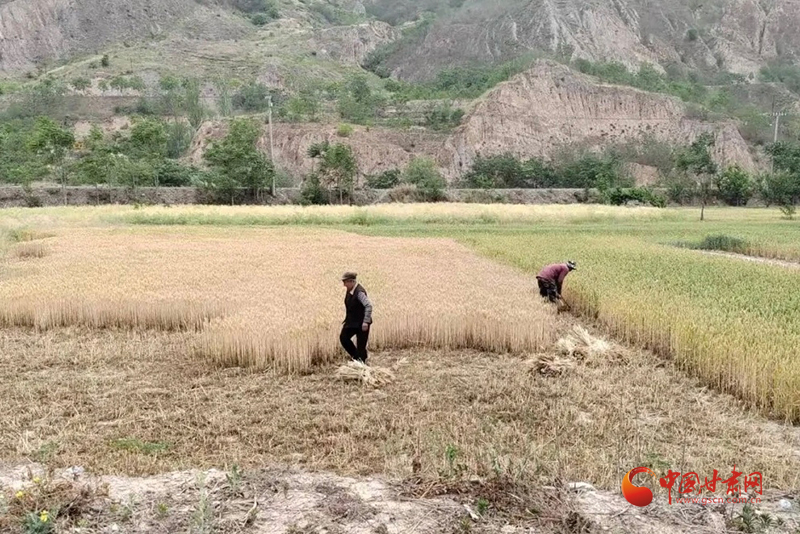西和：小麥開(kāi)鐮收割 奏響豐收樂(lè)章