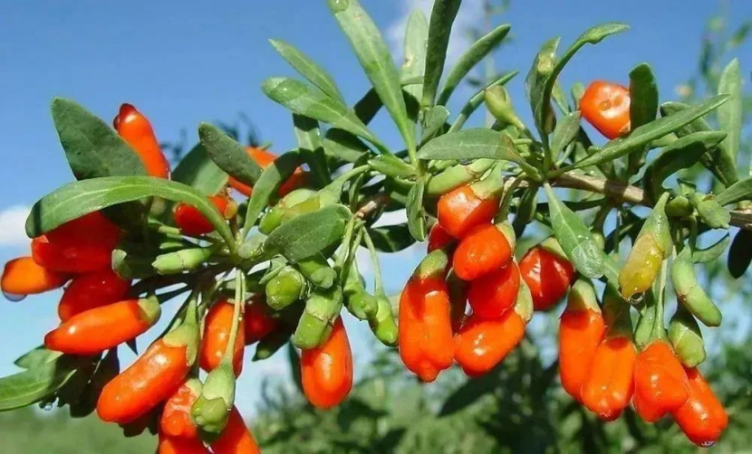 瓜州：農(nóng)業(yè)品牌“多點(diǎn)開(kāi)花” 賦能鄉(xiāng)村振興